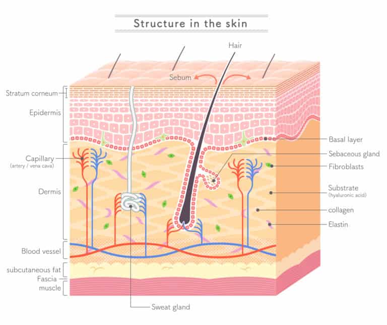 What Is A Fascial Plane, Do I Need To Know? 